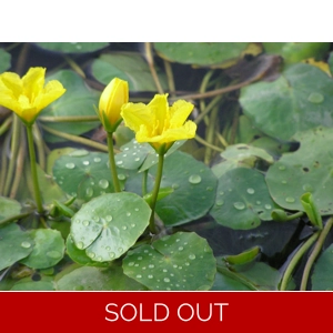 Floating Heart - Nymphoides Peltata