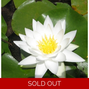 White Water Lily