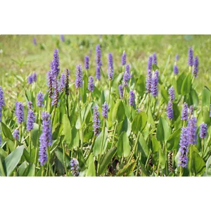 Pickerell - Pontederia cordata