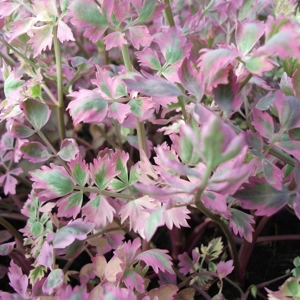 Pink Flamingo - Variegated Water Dropwort (’