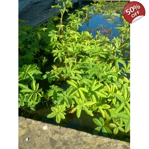 3 x Purple Marshlock - Marsh Cinquefoil