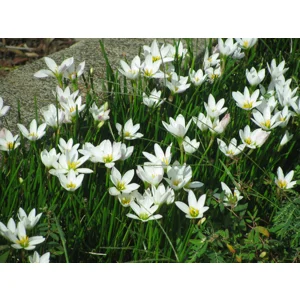 White Rain Lily