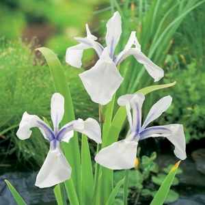 Snowdrift Iris