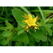 St John's Wort