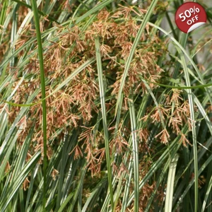 3 x Sweet Galingale - Cyperus longus