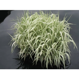Variegated Grass - ACORUS GRAMINEUS VAR