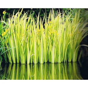 Variegated Yellow Flag Iris
