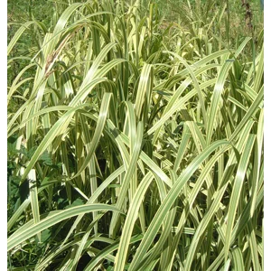 VARIEGATED REED - Glyceria maxima var