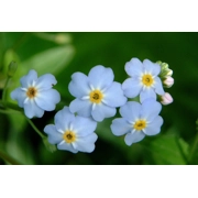 Water Forget Me Not- myosotis scorpoiodes