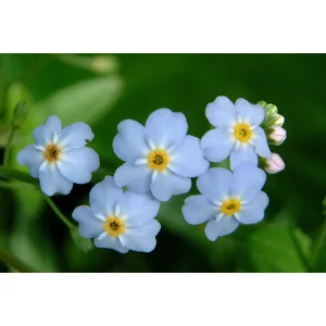 Water Forget Me Not- myosotis scorpoiodes