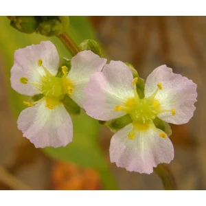 Water Plantain