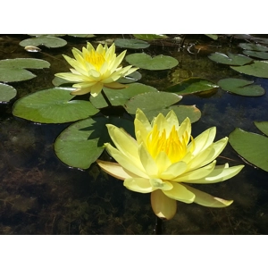 Yellow Water Lily