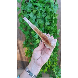 8.45 oz. Natural Golden Selenite Crystal Flame Slab Self Collected in Southern Arizona. You get this