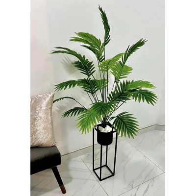 Areca