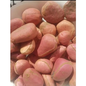 KOLA NUT (Organic Very Big Fresh Nigerian OBI, Orji, Gworo) 8Pieces