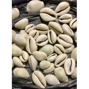 16x Genuine OWO EYO Caracoles ErinDilogun Cowrie shells If..