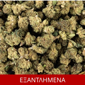 ΑΝΘΟΙ Gorilla Glue Small Buds Extreme, 3gr
