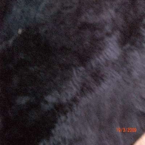 Black fur