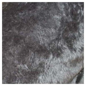 Grey fur