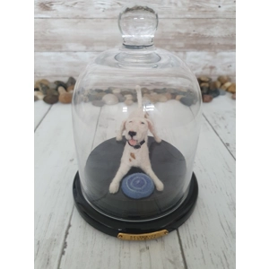 Zoomie with Frizbee under glass cloche