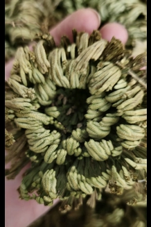 Resurrection Plant Resurrection Plant