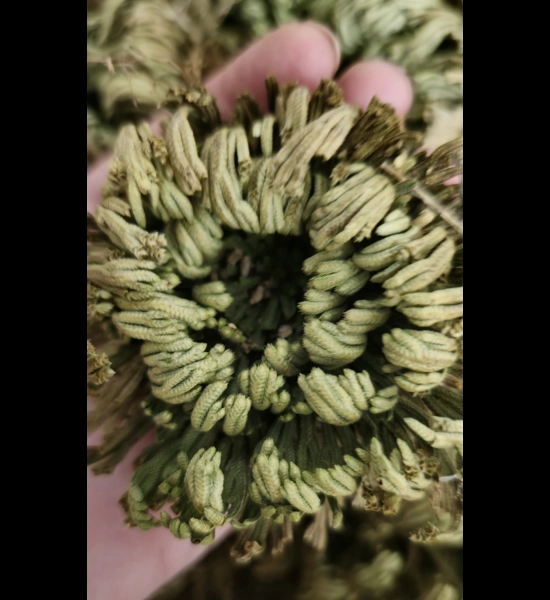 Resurrection Plant