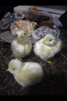 Chicks