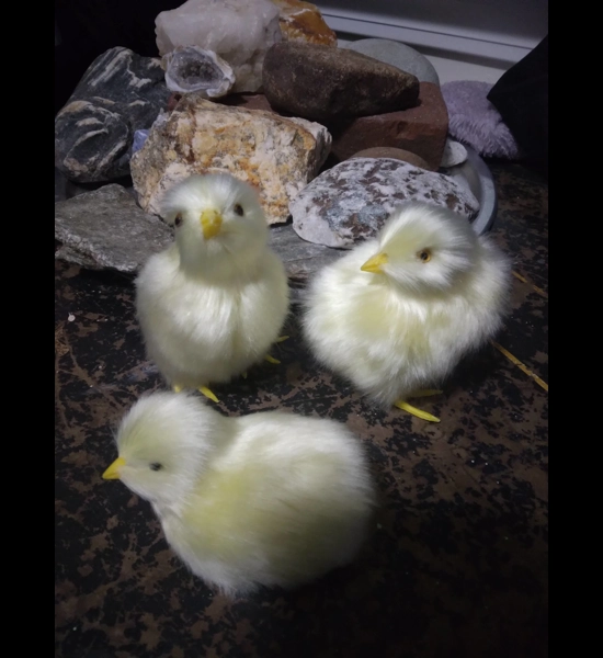 Chicks