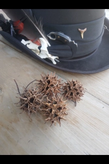 Witches Burrs
