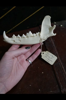 Jaw bones