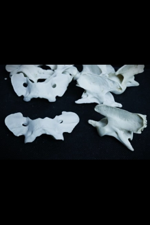 Coyote Vertebrae