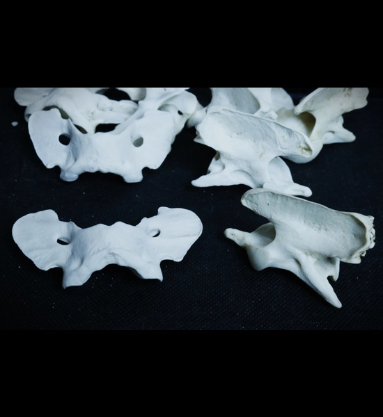 Coyote Vertebrae