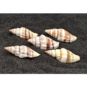 Nay Nay Shells (Medium) x5