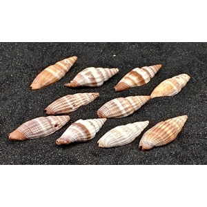 Nay Nay Shells (Small) x10
