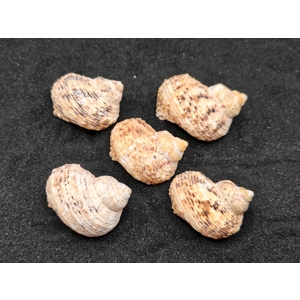 Turbo Goldmouth Shells (Extra Large) x5