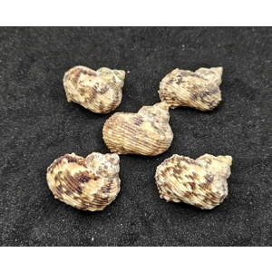Turbo Goldmouth Shells (Large) x5