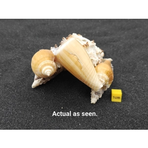 Natural Seashell Aquarium Cave Hideaway