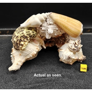 Natural Seashell Aquarium Cave for a Hideaway