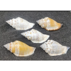 Strombus Urceus Bear Conch Shells (Large) x 5 Strombus Urceus Bear Conch Shells (Large) x 5