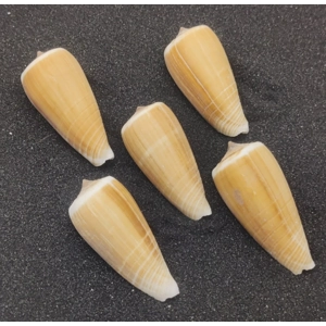 Magnus Cone Shells (Medium) x 5