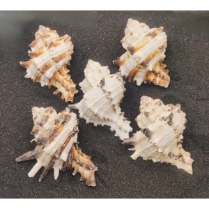 Murex Endiva Shells (Large) x5 Murex Endiva Shells (Large) x5