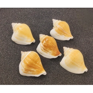 Tulip Conch Shells x5