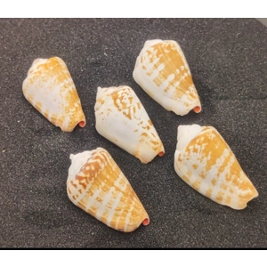 Luhu / Strawberry Conch Shells x5 Luhu / Strawberry Conch Shells x5