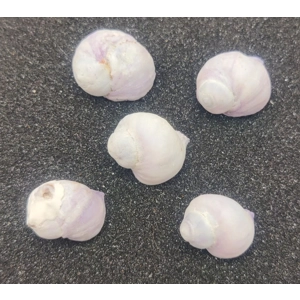 Emporer Purple Periwinkle Shells x5