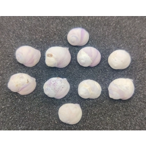 Emporer Purple Periwinkle Shells x10 Emporer Purple Periwinkle Shells x10