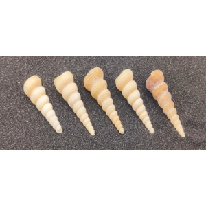 Screw Shells (Large) x5