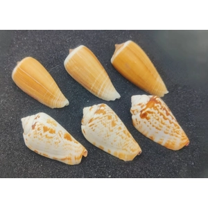 Magnus Cone  x3 and Luhu / Strawberry Conch x3 Shells
