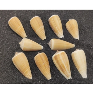 Magnus Cone Shells (Small) x 10