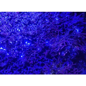 Blue Ochtodes Macroalgae 5cm