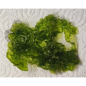Ulva Sea Lettuce Macroalgae